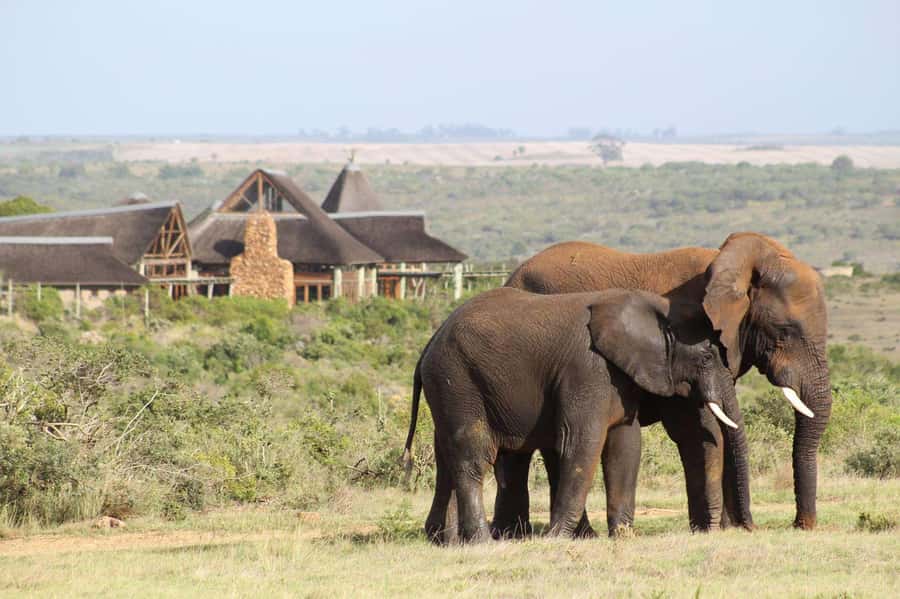 From Cape Town: 2-Day Safari at Garden Route Game Lodge - Key points before you book