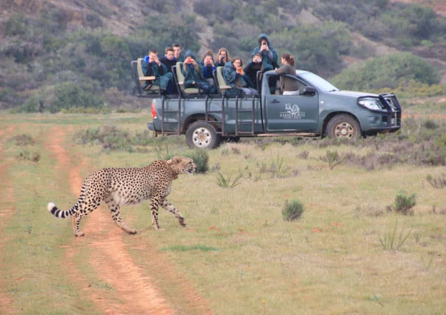 From Cape Town: 2-Day Safari at Garden Route Game Lodge - What this Cape Town safari really offers