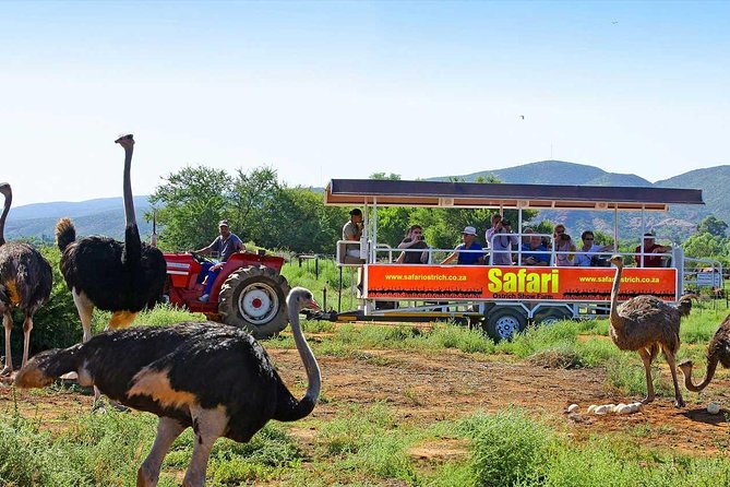 From Cape Town: 2-Nights, 3-Days Garden Route private tour - The return to Cape Town is the real price of speed