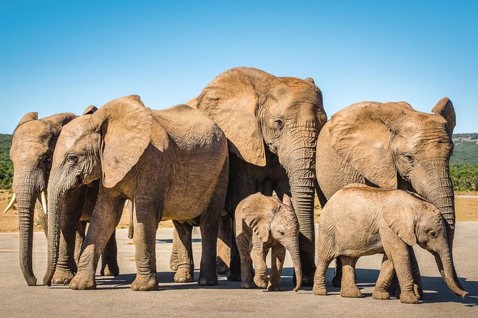 From Cape Town: 2-Nights, 3-Days Garden Route private tour - The driver can make or break this route