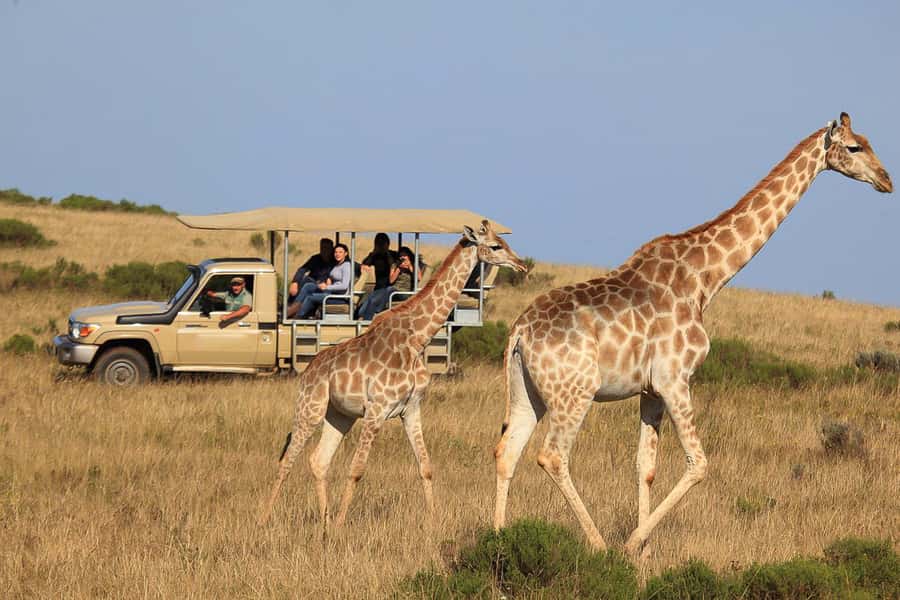 From Cape Town: 3-Day Garden Route Highlights and 4x4 Safari - Why this three-day route works