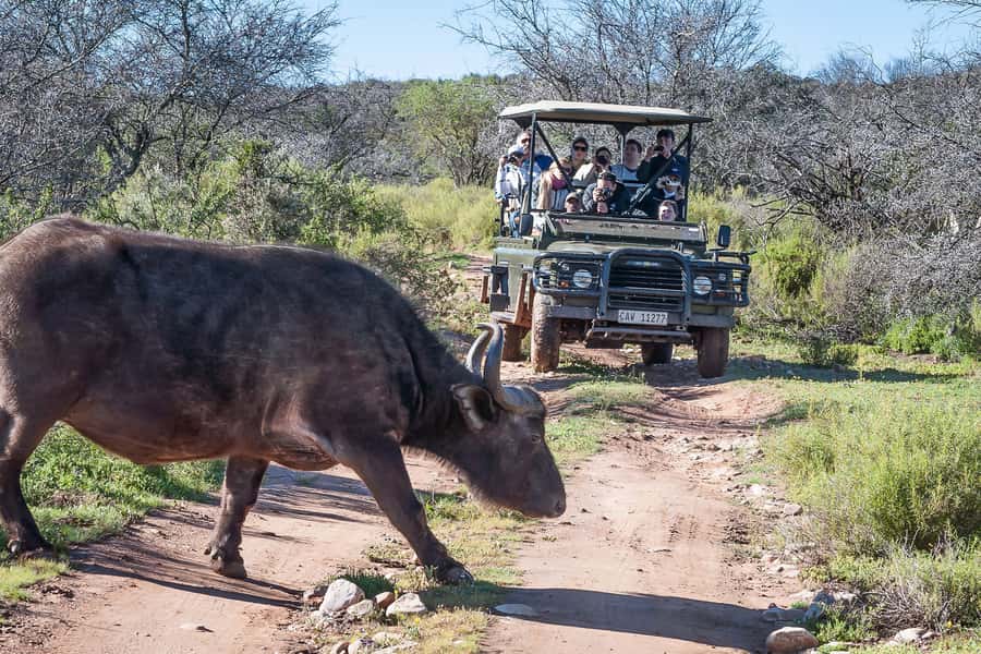 From Cape Town: 3-Day Garden Route Highlights and 4x4 Safari - Guides and group atmosphere