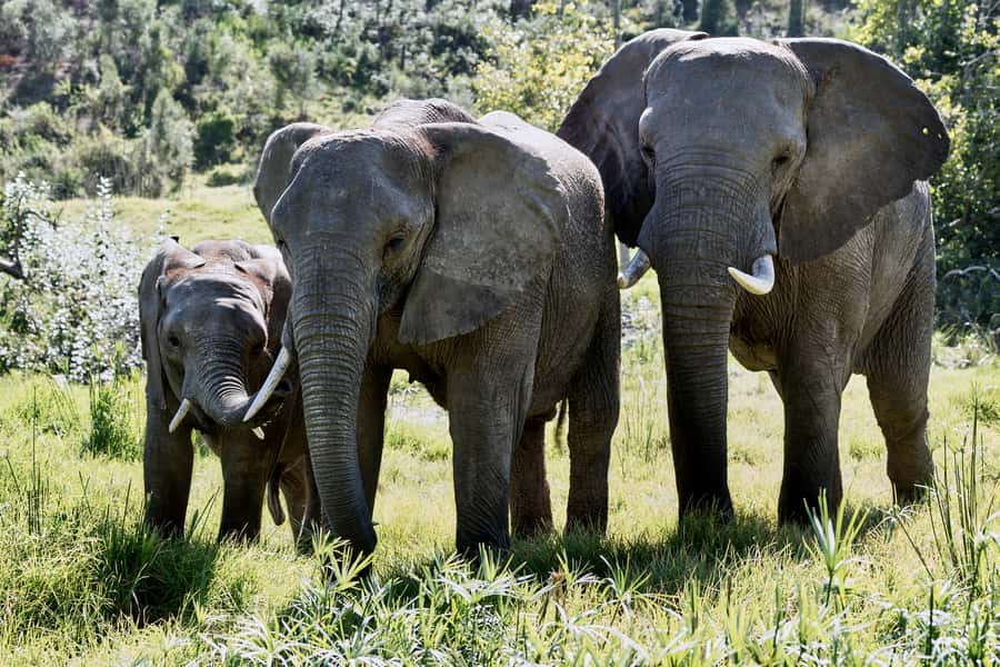 From Cape Town: 3-Day Garden Route Safari and Coastal Tour - Key points to know before booking