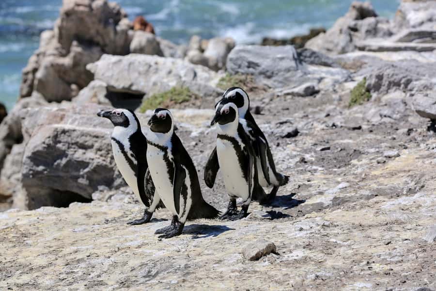 From Cape Town: 3-Day Garden Route Safari and Coastal Tour - The big picture: coast, wildlife, and wine in three days