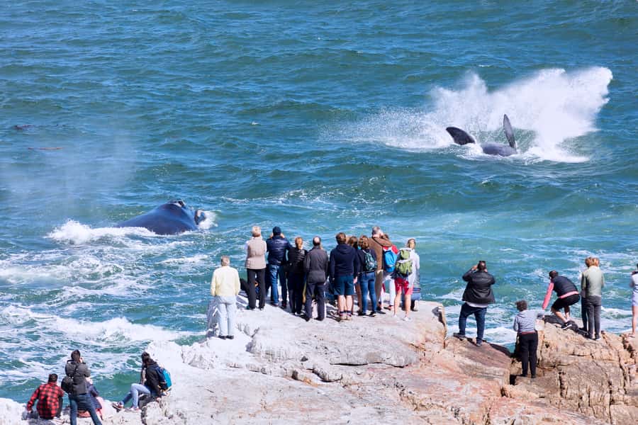 From Cape Town: 3-Day Garden Route Safari and Coastal Tour - The Garden Route Game Lodge and the first safari drive