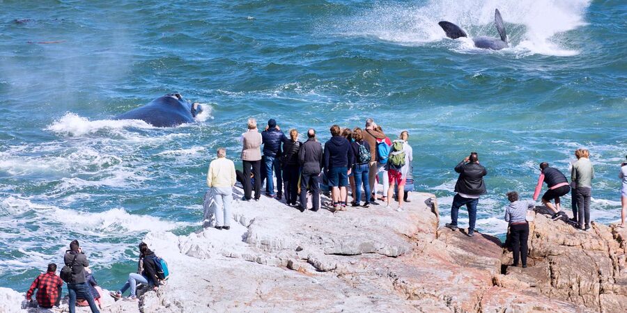 From Cape Town: 3-Day Garden Route Safari and Coastal Tour - Dinner and the early morning drive