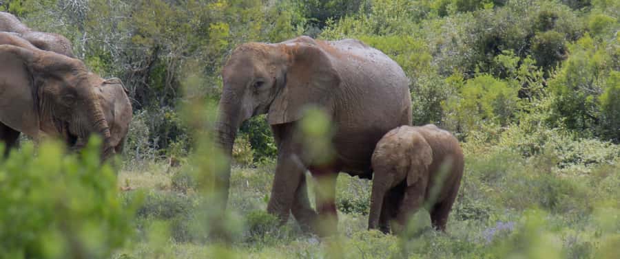 From Cape Town: 5-Day Best of Garden Route and Addo Safari - Should you book it?