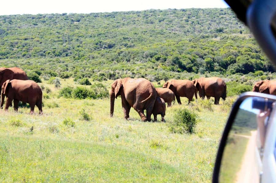 From Cape Town: 5-Day Best of Garden Route and Addo Safari - Addo is the wildlife centerpiece