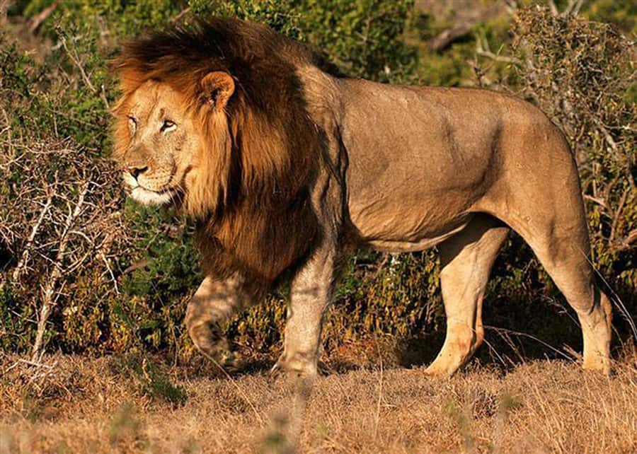 From Cape Town: 5-Day Best of Garden Route and Addo Safari - What the $675 price really covers