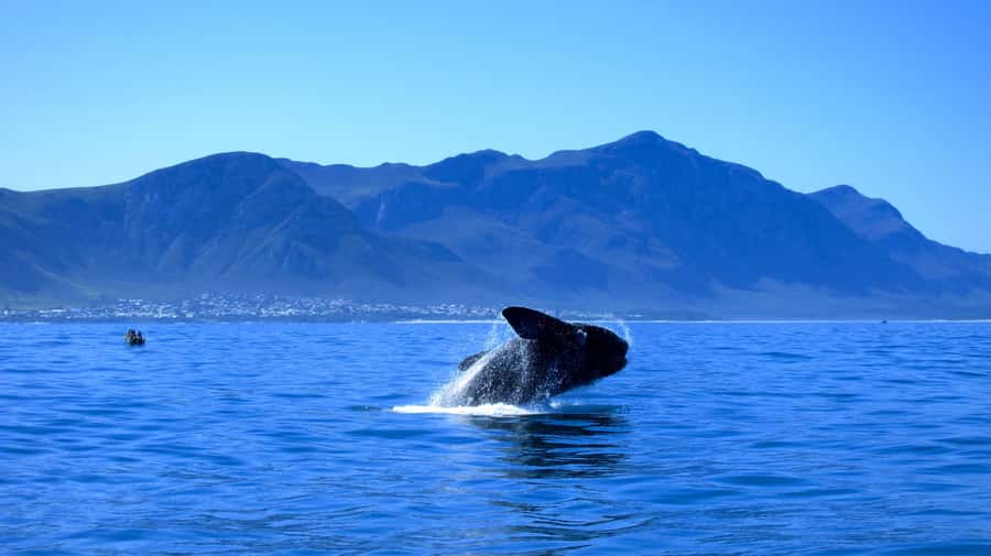From Cape Town: 5-Day Garden Route & Addo Elephant Park Tour - What the five days are really like