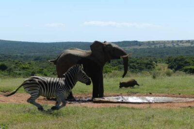 5-Day Garden Route & Addo Elephant Park Tour