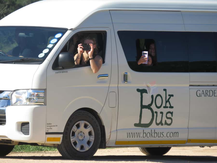 From Cape Town: 5-Day Garden Route & Addo Elephant Park Tour - Day four: Bloukrans and a night beside the bush