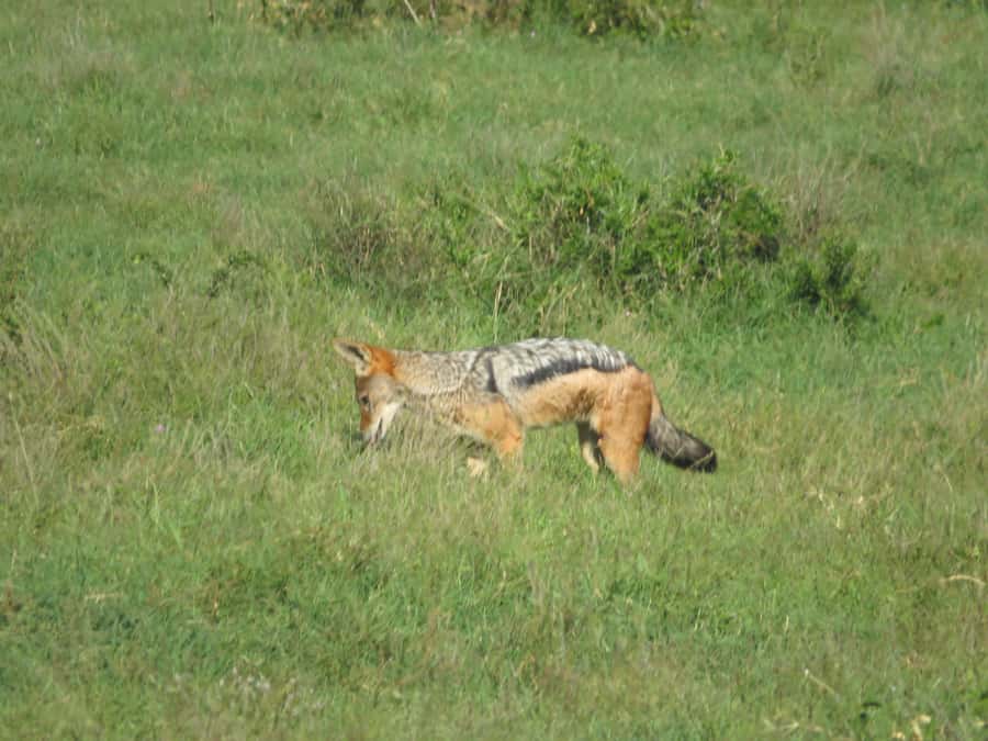 From Cape Town: 5-Day Garden Route & Addo Elephant Park Tour - The safari value: Addo and Garden Route Game Lodge
