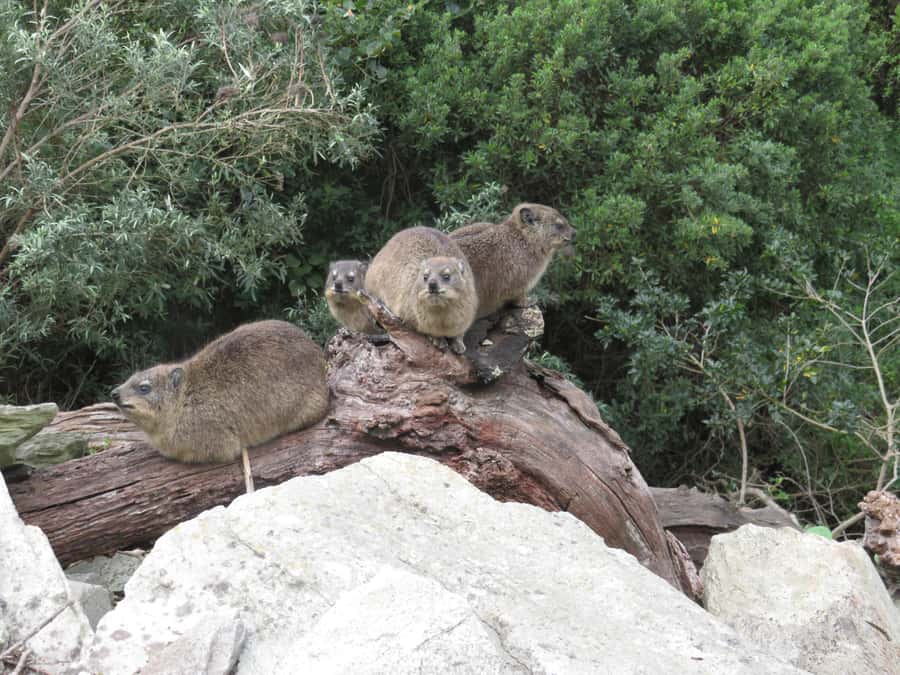 From Cape Town: 5-Day Garden Route & Addo Elephant Park Tour - Who will enjoy this road trip most