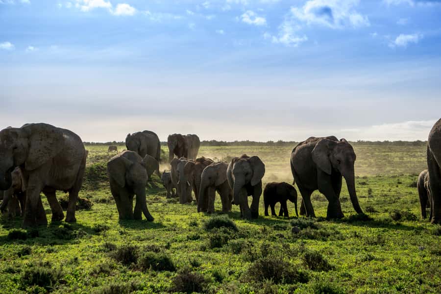 From Cape Town: 7-Day Garden Route, Addo and Winelands Combo - Meals, extra costs, and what is included