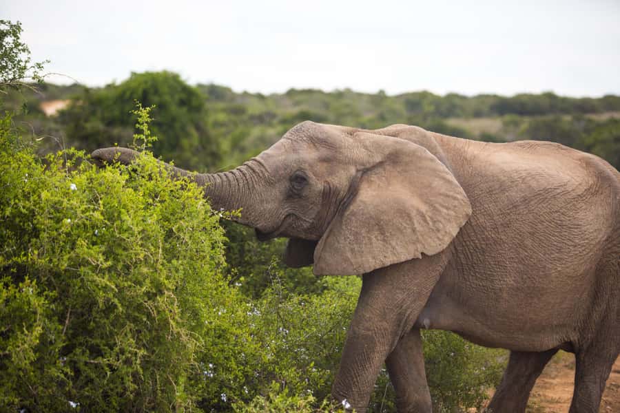 From Cape Town: 7-Day Garden Route, Addo and Winelands Combo - Day three: Route 62 and the Cango Caves