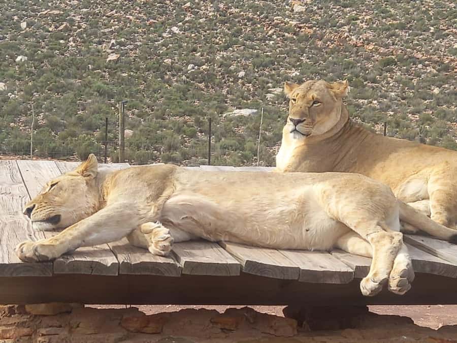 From Cape Town: Aquila Game Reserve Safari Tour with Lunch - Key points before you book