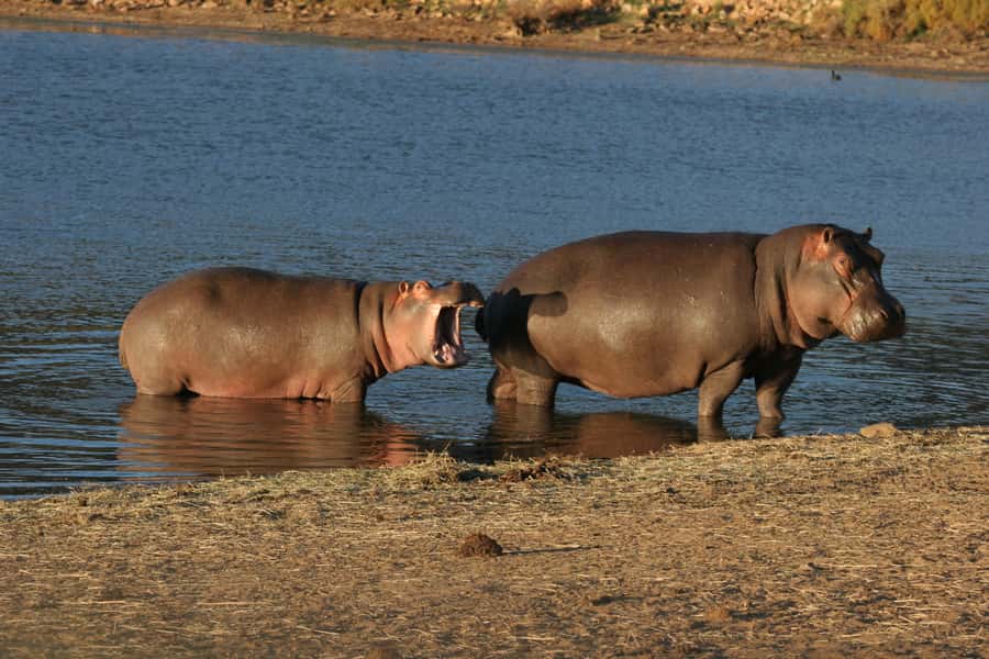 From Cape Town: Aquila Game Reserve Safari Tour with Lunch - Booking flexibility and useful practical details