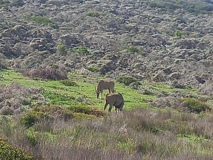 From Cape Town: Aquila Game Reserve Safari Tour with Lunch - Leaving Cape Town for the Karoo