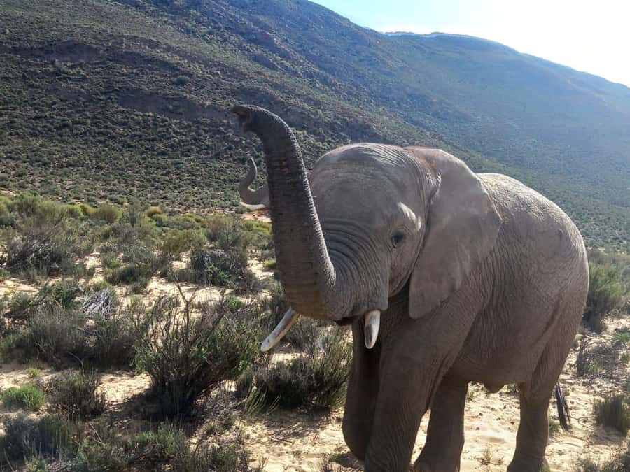 From Cape Town: Aquila Game Reserve Safari Tour with Lunch - The buffet lunch before the game drive