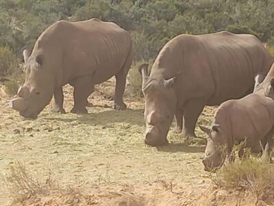 Aquila Game Reserve Safari Tour with Lunch