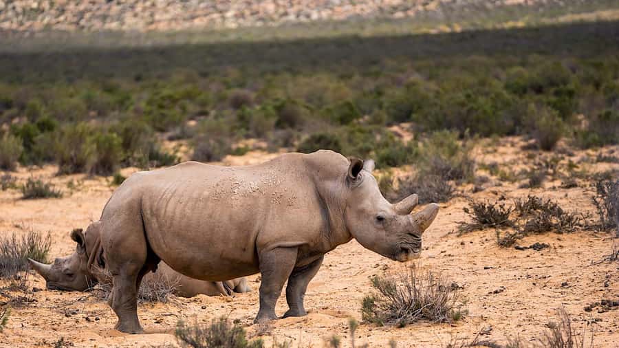 From Cape Town: Aquila Game Reserve Safari Tour with Lunch - Three hours in the open safari vehicle