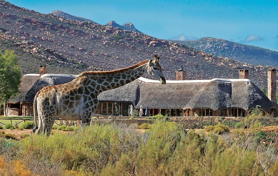 From Cape Town: Aquila Game Reserve Safari Tour with Lunch - The Big Five promise needs careful reading