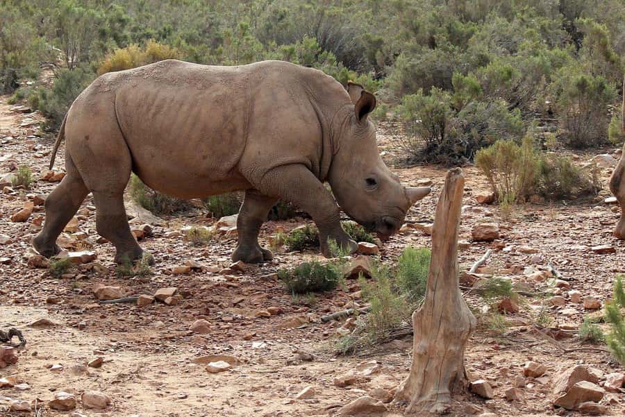 From Cape Town: Aquila Game Reserve Safari Tour with Lunch - Guides and drivers shape the whole day