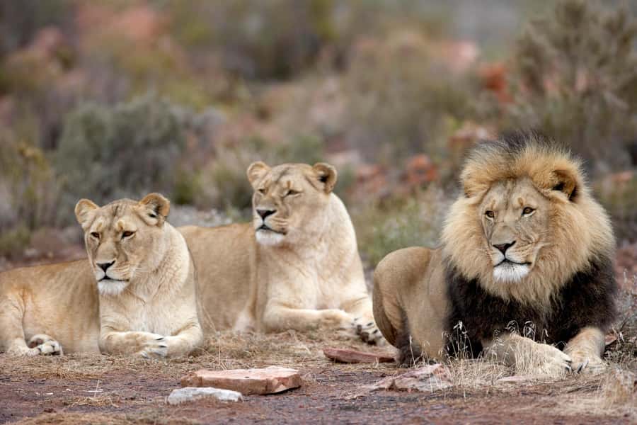 From Cape Town: Aquila Game Reserve Safari Tour with Lunch - Is $342 a fair price?
