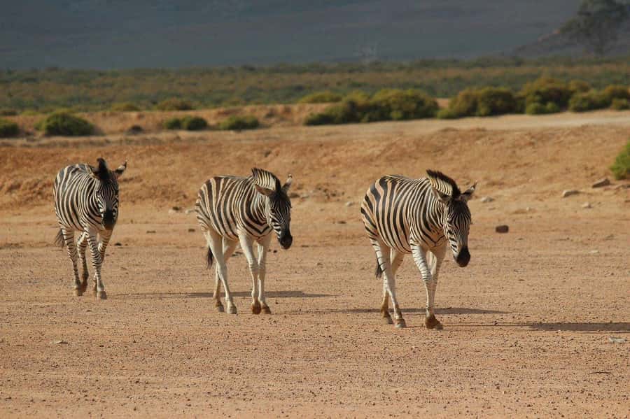 From Cape Town: Aquila Game Reserve Safari Tour with Lunch - Who will enjoy this Cape Town safari?