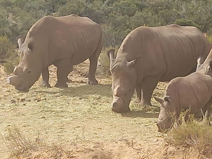 From Cape Town: Aquila Game Reserve Safari Tour with Lunch - Arriving at Aquila Game Reserve