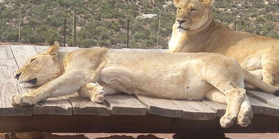 From Cape Town: Aquila Game Reserve Sunset Game Drive - How likely are the Big Five?