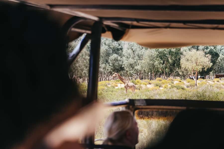 From Cape Town: Big Five Game Reserve with Lunch - Should you book it?
