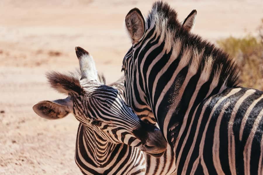 From Cape Town: Big Five Game Reserve with Lunch - The long morning ride through the Hex River Valley