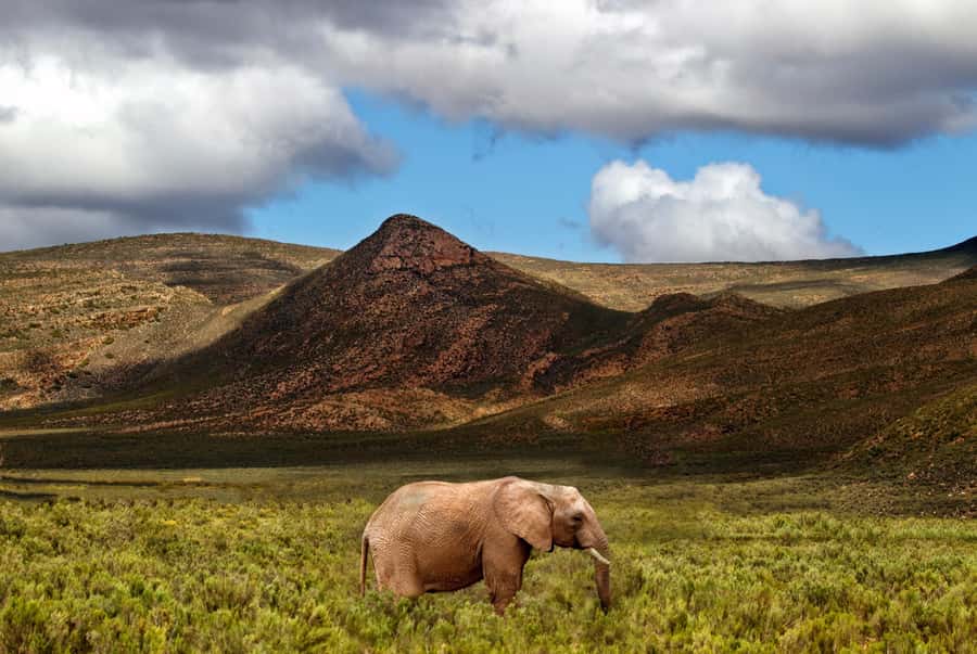 From Cape Town: Big Five Game Reserve with Lunch - Buffet lunch before the afternoon drive