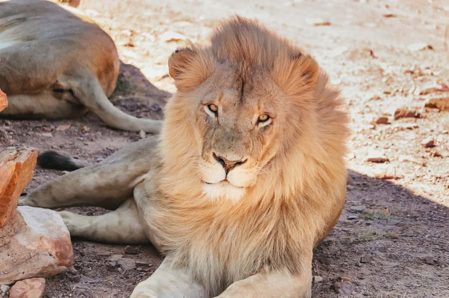 From Cape Town: Big Five Game Reserve with Lunch - What the private reserve model means for you