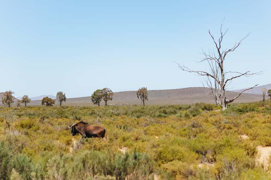 From Cape Town: Big Five Game Reserve with Lunch - Is $236 good value for a one-day safari?