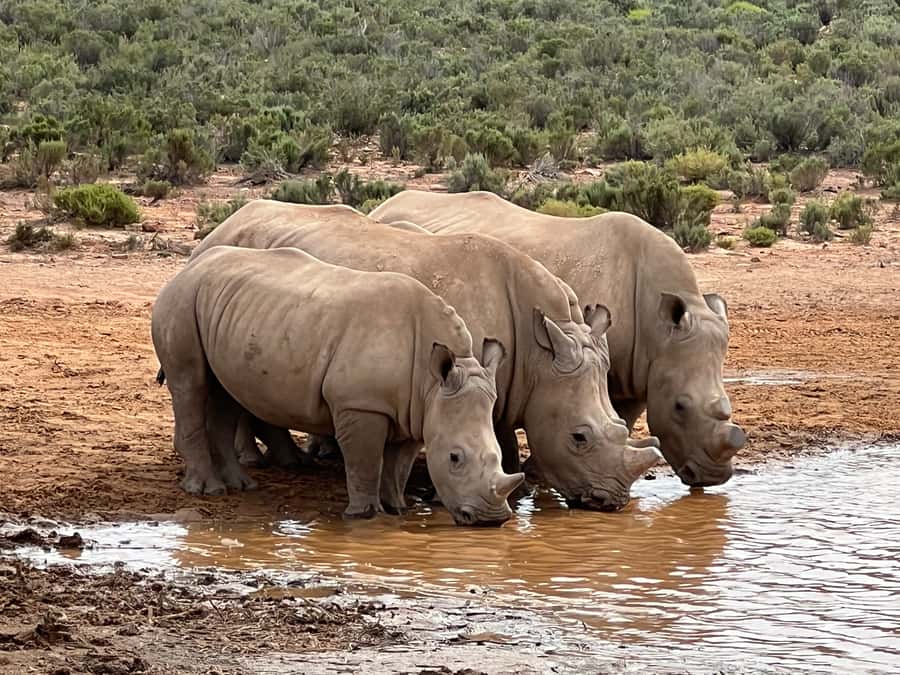 From Cape Town: Big Five Safari Experience with Lunch - Key points to know before booking