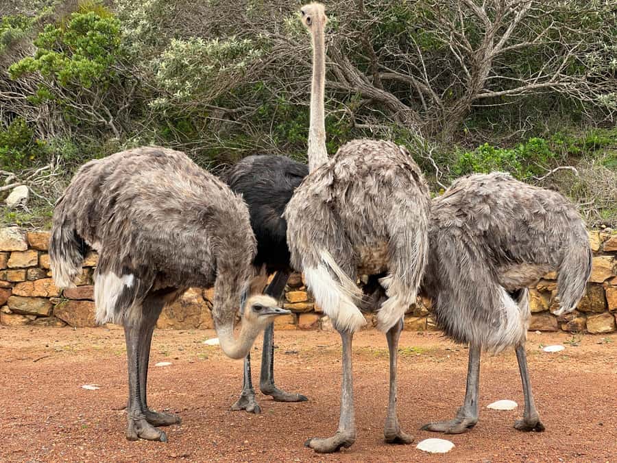 From Cape Town: Big Five Safari Experience with Lunch - Practical tips for a better day