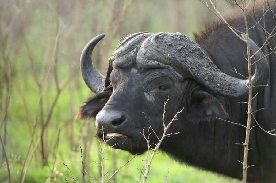 From Cape Town: Big Five Safari Experience with Lunch - Welcome drink and a halal buffet lunch