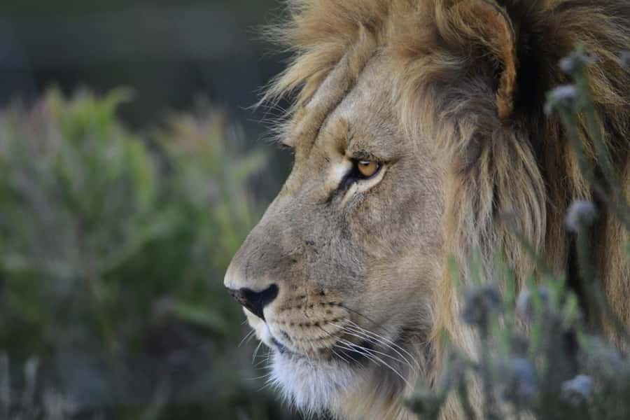 From Cape Town: Big Five Safari Experience with Lunch - The guides can shape the whole day