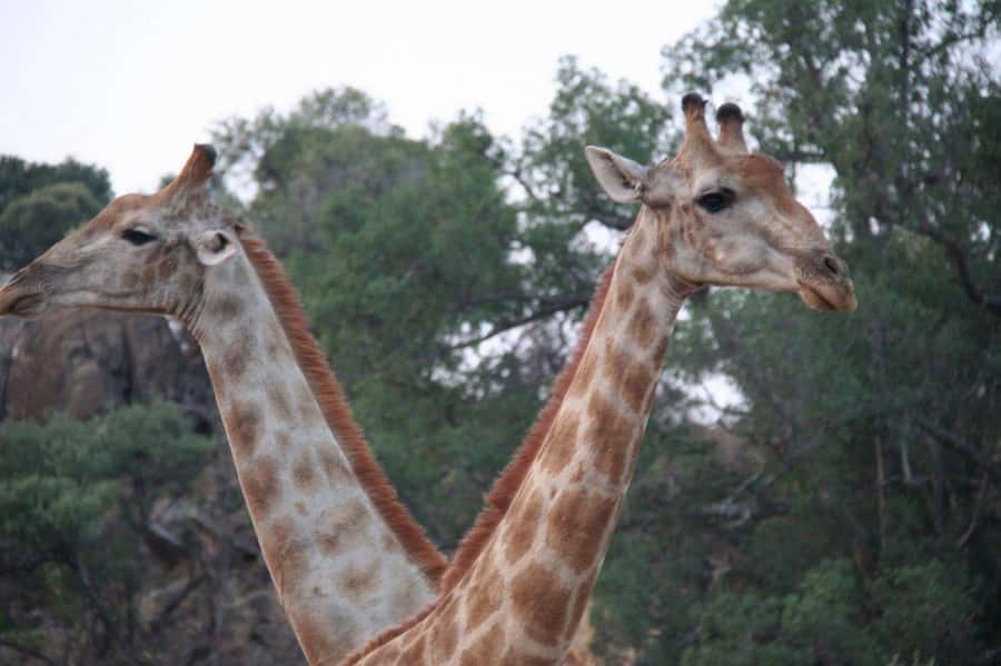 From Cape Town: Big Five Safari Experience with Lunch - Is the $137 price good value?