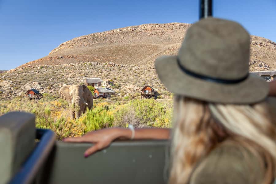 From Cape Town: Big Five Sunset Safari incl. Transportation - The Karoo Road Sets the Scene