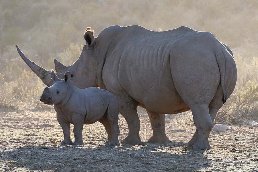 From Cape Town: Big Five Sunset Safari incl. Transportation - Booking Details Worth Knowing