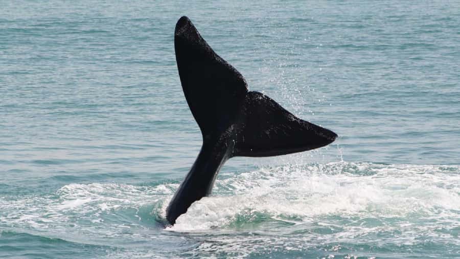 From Cape Town: Cape Agulhas, Penguins, Wine Tasting Tour - Key points to know before booking