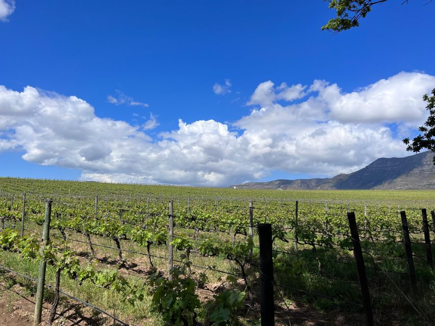 From Cape Town: Cape Agulhas, Penguins, Wine Tasting Tour - What the $214 price really covers