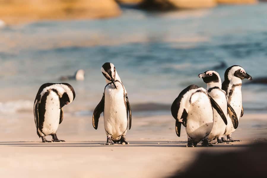 From Cape Town: Cape Agulhas, Penguins, Wine Tasting Tour - A 7:00 a.m. start from Cape Town