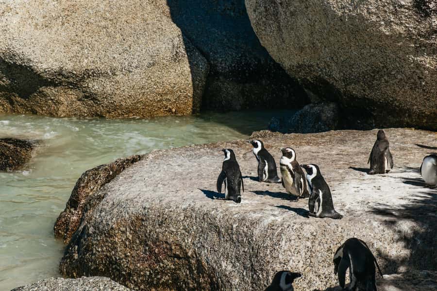 From Cape Town: Cape Peninsula & Boulders Penguin Beach Tour - Hout Bay, Seal Island, and Chapman’s Peak