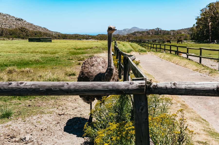 From Cape Town: Cape Peninsula & Boulders Penguin Beach Tour - Cape Point National Park and the Cape of Good Hope