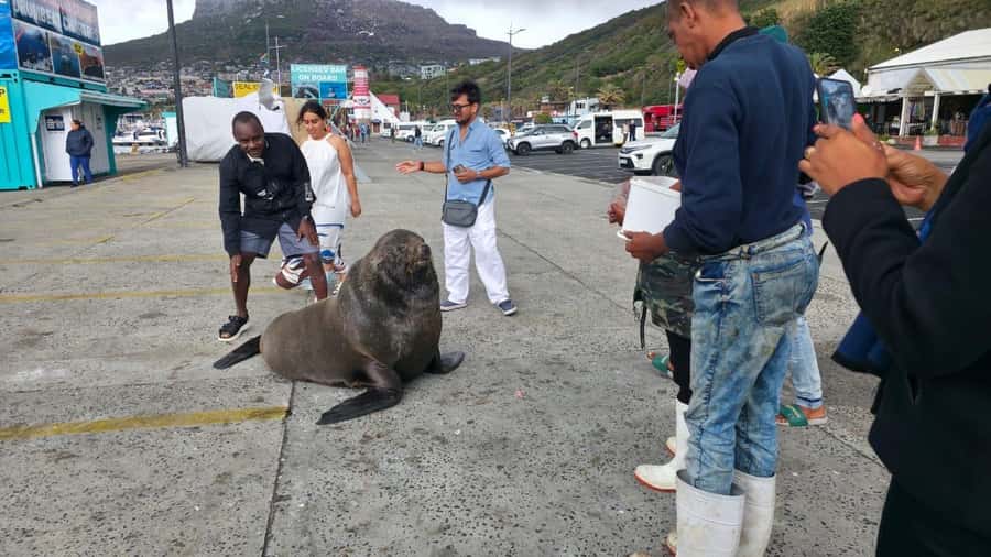 From Cape Town: Cape Peninsula Full-Day Private Tour - What the $212 private price really gets you